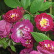 Rose 'Perennial Blue': Bild 6/6