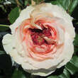 Rose 'Giardina': Bild 2/3