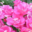 Rose 'Pink Knock Out': Bild 6/8