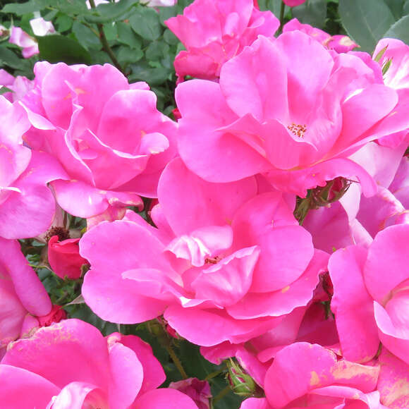 Rose 'Pink Knock Out': Bild 6/8 Rose 'Pink Knock Out': Bild 6/8