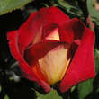 Rose 'Bolchoi': Bild 4/5