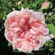 Rose 'Gloire de Dijon': Bild 2/5