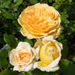 Rose 'Crown Princess Margareta': Bild 3/6