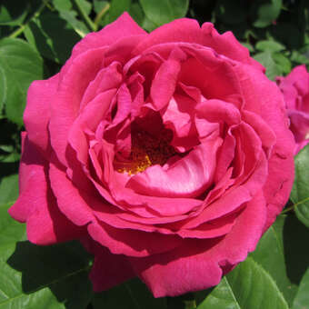 Rose 'Mme Ferdinand Jamin': Bild 2/4