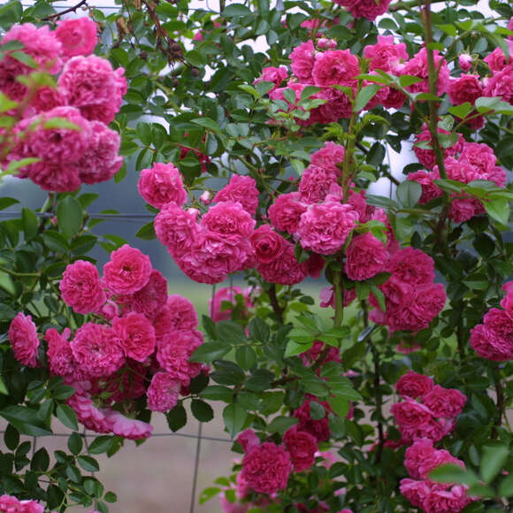 Rose 'Super Excelsa': Bild 10/11 Rose 'Super Excelsa': Bild 10/11
