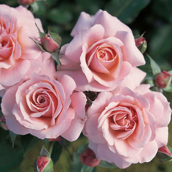 Rose 'Bonica 82': Bild 2/5 Rose 'Bonica 82': Bild 2/5