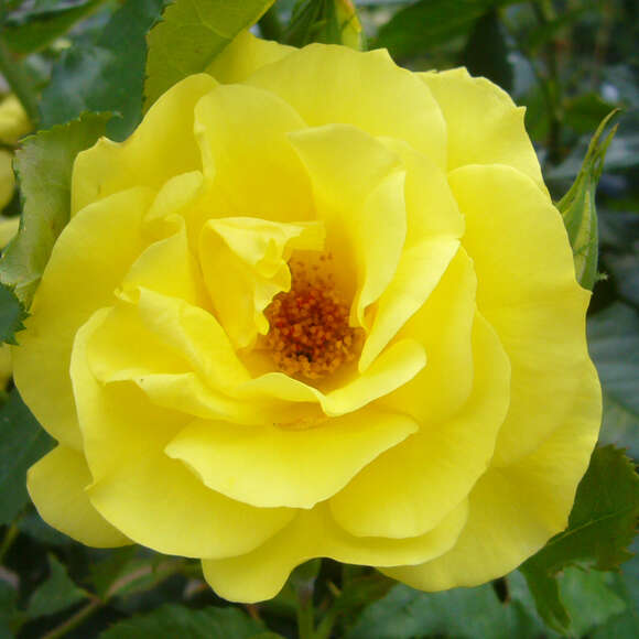 Rose 'Friesia': Bild 4/11 Rose 'Friesia': Bild 4/11