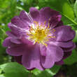 Rose 'Veilchenblau' (multiflora): Bild 5/13