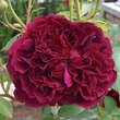 Rose 'William Shakespeare 2000': Bild 2/2