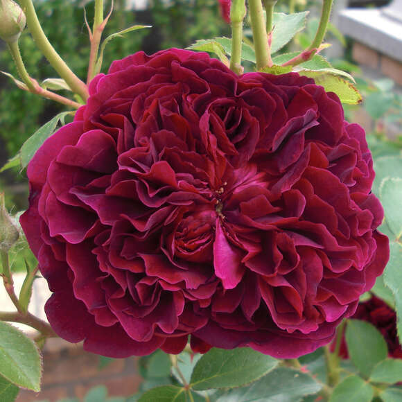 Rose 'William Shakespeare 2000': Bild 2/2 Rose 'William Shakespeare 2000': Bild 2/2