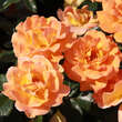 Rose 'Westzeit': Bild 4/7