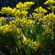 Allium flavum: Bild 3/3