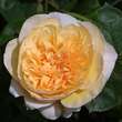 Rose 'Jayne Austin': Bild 2/2