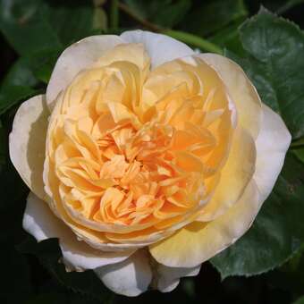 Rose 'Jayne Austin': Bild 2/2