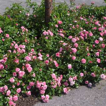 Rose 'Pink Swany': Bild 8/8