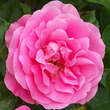 Rose 'Play Rose': Bild 6/8