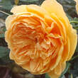 Rose 'Carolyn Knight': Bild 2/5