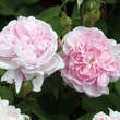 Rose 'La Reine Victoria' (bourbon.): Bild 2/3