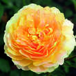 Rose 'Molineux': Bild 4/4