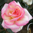 Rose 'Princesse de Monaco': Bild 4/5