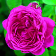Rose 'Leopold Ritter' (multiflora): Bild 3/4