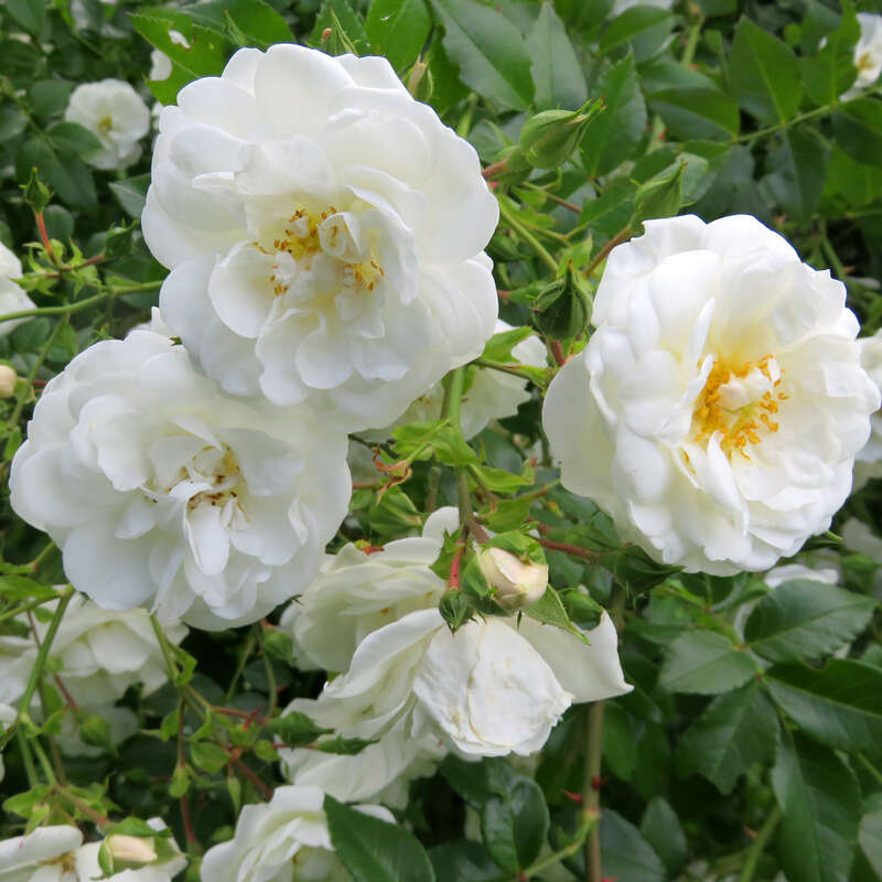 White Rambler Roses Ramblerrose - Rose 'Sander's White Rambler' - weiß