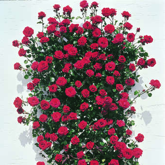 Rose 'Santana': Bild 7/7