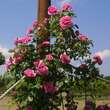 Rose 'Gertrude Jekyll': Bild 7/15