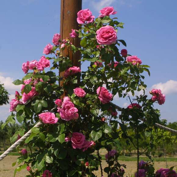 Rose 'Gertrude Jekyll': Bild 7/15 Rose 'Gertrude Jekyll': Bild 7/15