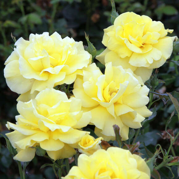 Rose 'Friesia': Bild 7/11 Rose 'Friesia': Bild 7/11