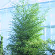 Phyllostachys nigra: Bild 1/5