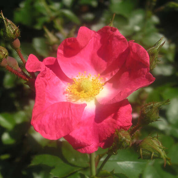 Rose 'AC William Booth': Bild 3/4 Rose 'AC William Booth': Bild 3/4