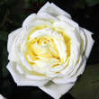 Rose 'White Perfumella': Bild 5/5