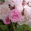 Rose 'Exquisite': Bild 2/9