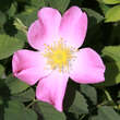 Rosa caesia: Bild 3/3