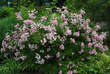 Rose 'Perle vom Wienerwald': Bild 4/5