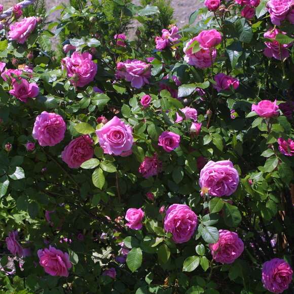 Rose 'Gertrude Jekyll': Bild 8/15 Rose 'Gertrude Jekyll': Bild 8/15