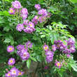 Rose 'Veilchenblau' (multiflora): Bild 6/13