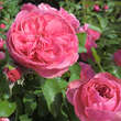 Rose 'Leonardo da Vinci: Bild 6/8