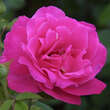 Rose 'Caprice de Meilland': Bild 3/3