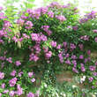 Rose 'Veilchenblau' (multiflora): Bild 10/13