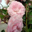 Rose 'Exquisite': Bild 3/9