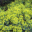 Alchemilla mollis: Bild 7/11