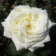 Rose 'White Perfumella': Bild 3/5