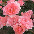 Rose 'Jardins de France': Bild 4/6