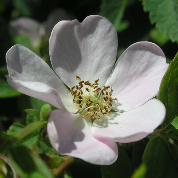 Rosa blanda: Bild 2/2 Rosa blanda: Bild 2/2