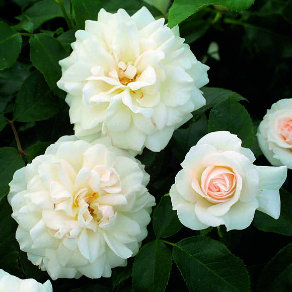 Rose 'Carte Blanche': Bild 3/4