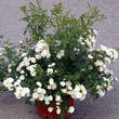 Rose 'Crystal Fairy': Bild 6/6