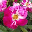 Rose 'Purple Splash': Bild 2/11