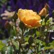 Rose 'Graham Thomas': Bild 4/9